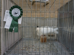 XIV Concurso Exposición de Palomas de Raza en Mula 2024